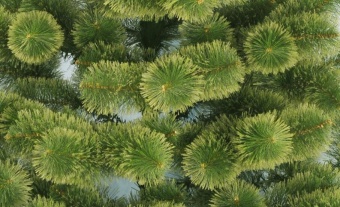 Сосна из лески "Пушистая" С003