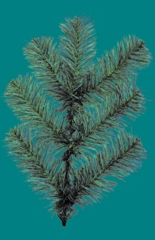 Ель пл. "Классическая" С006