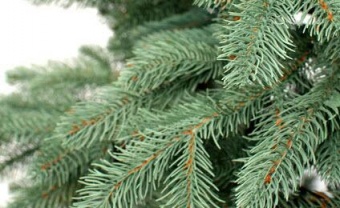 Ель литая "Альпийская Голубая" С024