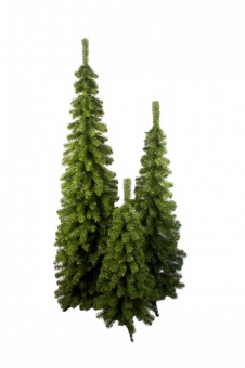 Ель Анна С045 (зауженная)