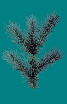 Сосна Литая С014