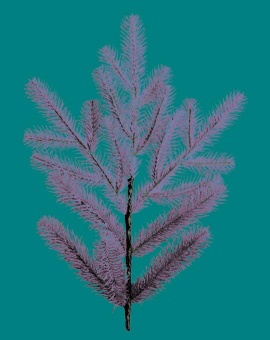 Ель литая "Альпийская Голубая" С024