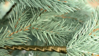 Ель литая "Альпийская Голубая" С024