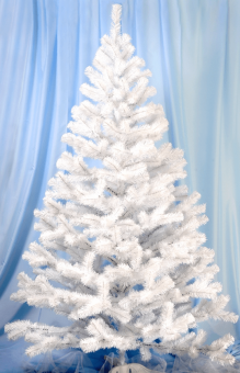 Ель белая С009