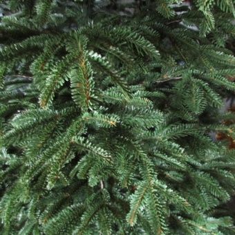 Ель литая "Модрина" С048